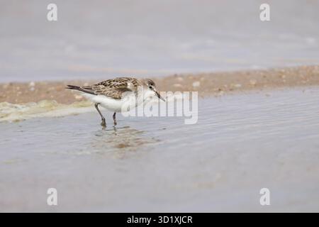 Sanderling aux salines Walvis Bay Namibie Banque D'Images
