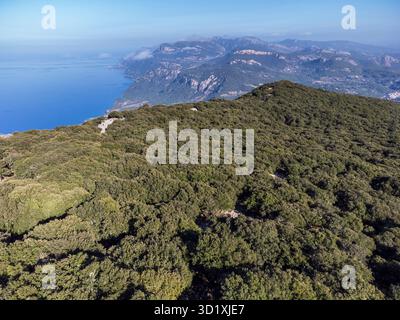 Forêt de chênes indigène de la chaîne de montagnes Tramuntana Banque D'Images