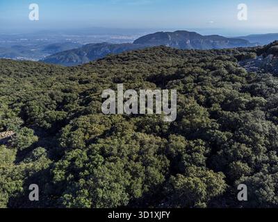 Forêt de chênes indigène de la chaîne de montagnes Tramuntana Banque D'Images