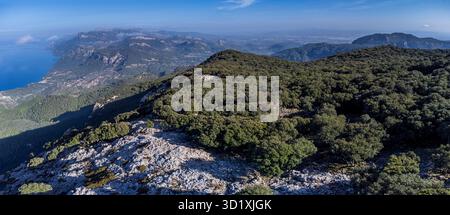Forêt de chênes indigène de la chaîne de montagnes Tramuntana Banque D'Images