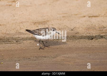 Sanderling aux salines Walvis Bay Namibie Banque D'Images