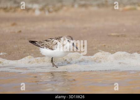Sanderling aux salines Walvis Bay Namibie Banque D'Images