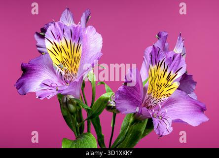 Violet Alstroemeria fleurs gros plan fond rose Banque D'Images