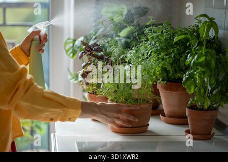 Femme pulvérisant des plantes comestibles de verdure d'eau dans des pots sur la table à la maison, les mains rapprochées. Banque D'Images