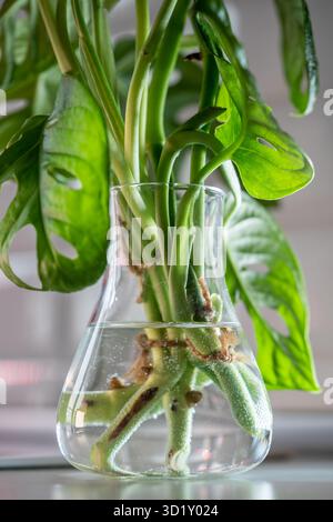 Germe plante Monstera masque de singe dans un vase en verre, boutures de tige dans l'eau éclairée par une lumière vive Banque D'Images
