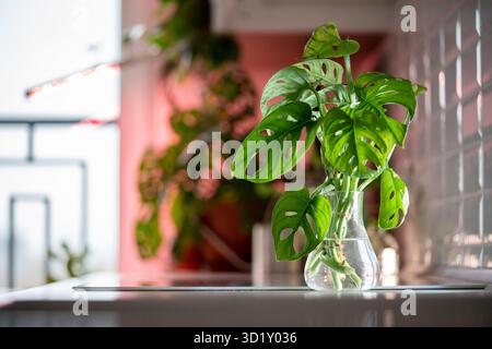 Tiges vertes avec des feuilles fendues de Monstera Monkey Mask plante debout dans un vase en verre pour l'enracinement Banque D'Images