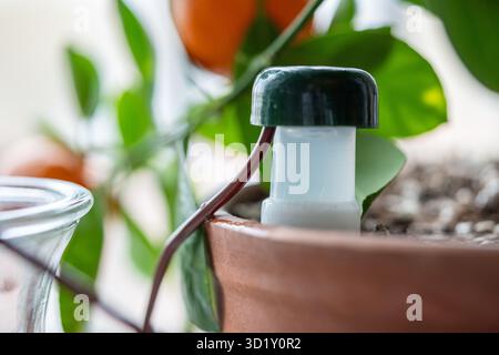 Égouttement automatique intelligent pour les fleurs en pot. Gros plan sur le système hydratant d'arrosage pour plantes d'intérieur. Banque D'Images