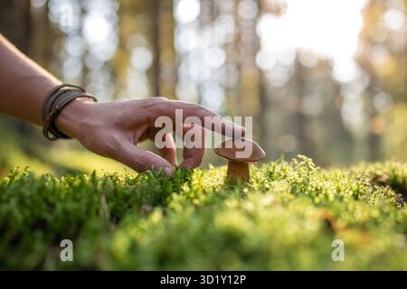 Homme touchant le champignon comestible dans la forêt d'automne de mousse par temps ensoleillé, main close-up. Banque D'Images