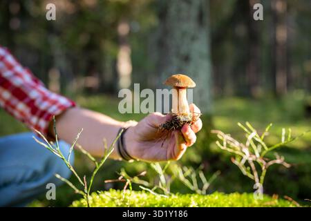 Homme cueillant des champignons Xerocomus comestibles pendant la promenade dans les bois en été, mains en gros plan. L'écotourisme. Banque D'Images