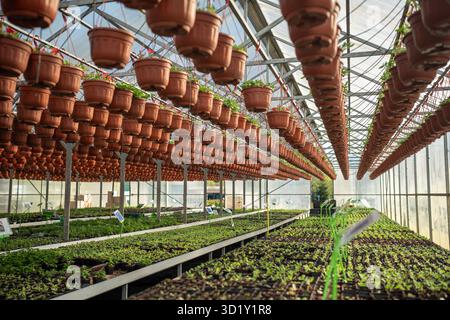 Le pétunia plante des plants dans des pots suspendus dans une serre industrielle de pépinière de plantes. Banque D'Images