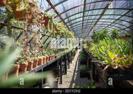 Marché de magasin de serre industrielle avec la maison différente, plantes de jardin fleurs dans des pots sur des tables. Banque D'Images