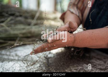Mains de vieille femme fermière frottant la lavande. Procédé de broyage de branches séchées de fleurs de lavande Banque D'Images
