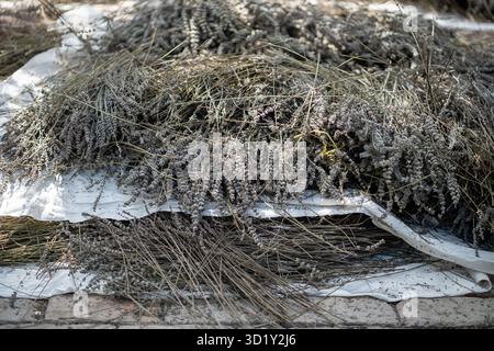 Floraison des tiges de lavande séchant au soleil à l'extérieur. Pile de fleurs. Banque D'Images