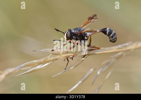 Griffeur d'abeilles à taille anglaise / mouche à tête épaisse (Physocephala rufipes) parasite des bourdons, reposant sur une tête de semis d'herbe dans une prairie de prairie de craie, Royaume-Uni. Banque D'Images