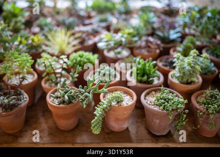 Plantes succulentes dans de petits pots en terre cuite dans le magasin de fleurs, vitrine, vue de dessus. Concept de magasin d'usine Banque D'Images