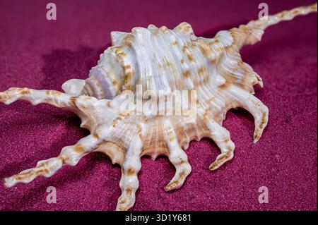 Coquille de Scorpion Conch sur fond de sable rouge Banque D'Images