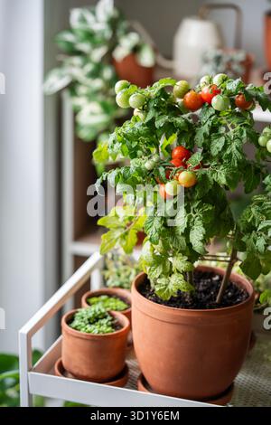 Les tomates cerises non mûres en pot poussent à la maison. Jardin avec plantes en pot. Alimentation écologique Banque D'Images