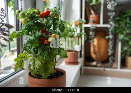 Les tomates cerises rouges mûres apparaissent d'abord sur la branche de la plante en pot sur le rebord de la fenêtre de la maison. Jardin domestique Banque D'Images