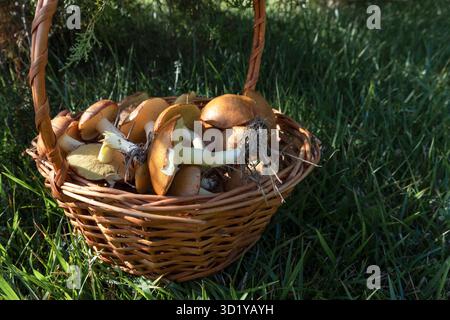 Panier en osier avec des champignons fraîchement cueillis sur l'herbe verte au soleil Banque D'Images
