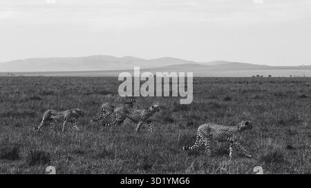 Superbe photo de la faune sauvage des guépards africains au Kenya, capturée en safari, mettant en évidence les prédateurs emblématiques de cette Afrique dans son habitat naturel. Banque D'Images