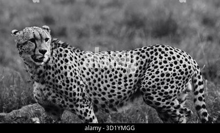 Superbe photo de la faune sauvage des guépards africains au Kenya, capturée en safari, mettant en évidence les prédateurs emblématiques de cette Afrique dans son habitat naturel. Banque D'Images