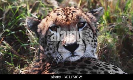 Superbe photo de la faune sauvage des guépards africains au Kenya, capturée en safari, mettant en évidence les prédateurs emblématiques de cette Afrique dans son habitat naturel. Banque D'Images