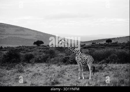 Superbe photo animalière de girafes africaines en Tanzanie, capturée lors d'un safari, mettant en valeur leur élégance, leur hauteur et leur mouvement gracieux dans la nature. Banque D'Images