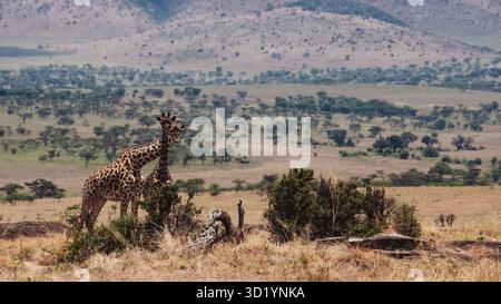 Superbe photo animalière de girafes africaines en Tanzanie, capturée lors d'un safari, mettant en valeur leur élégance, leur hauteur et leur mouvement gracieux dans la nature. Banque D'Images