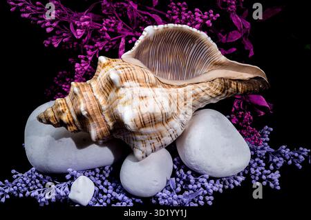 Conch cheval trapézoïdal avec pierres blanches Banque D'Images