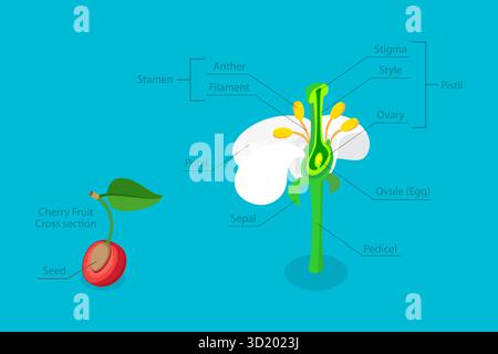 Illustration plate isométrique 3D de l'anatomie de la fleur, schéma du système reproducteur des plantes illustration plate isométrique 3D d'Anato Banque D'Images