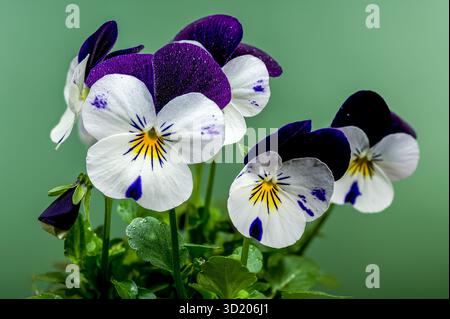 Fleurs blanches et violettes Pansy en fleurs Banque D'Images