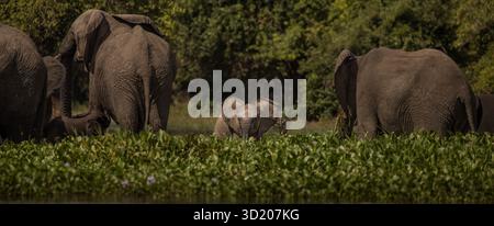 Bébé éléphant entre d'autres éléphants, baignant et buvant à la rivière Shire dans le parc national de Liwonde, Malawi, éclaboussant de l'eau avec le tronc Banque D'Images