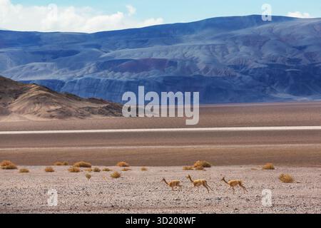 Vicunas sauvages sur l'altiplano dans le nord du Chili, Amérique du Sud Banque D'Images