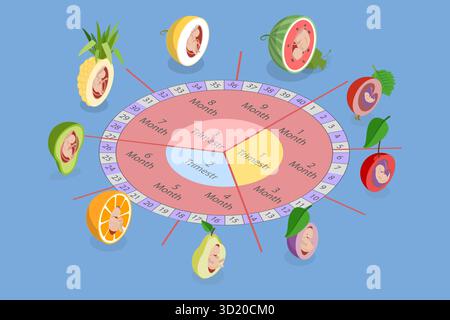 Illustration plate isométrique 3D du développement de l'embryon, éléments d'infographie médicale illustration plate isométrique 3D de l'embryon de Banque D'Images