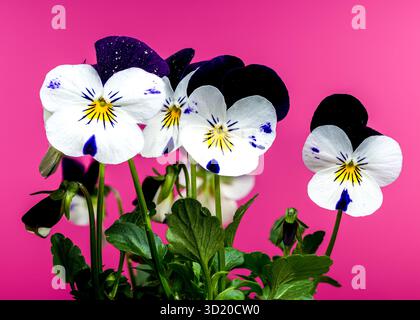 Blanc et violet Pansy fleurs en fleur sur rose Banque D'Images