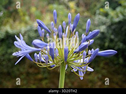 Fleur d'agapanthus africanus fleurissant dans un jardin Banque D'Images