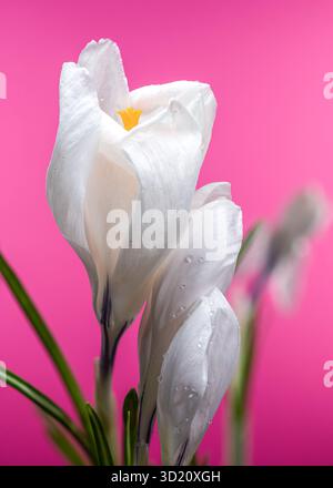 Fleurs de crocus blanc avec des gouttes d'eau sur rose vif Banque D'Images