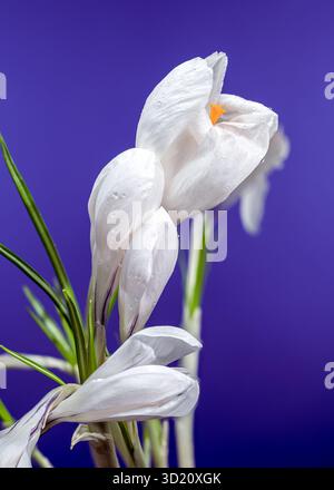 Fleurs de crocus blanc avec des gouttelettes d'eau sur un fond violet Banque D'Images