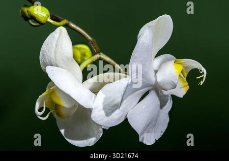 Orchidée blanche fleurit et bourgeons sur Deep Green Banque D'Images