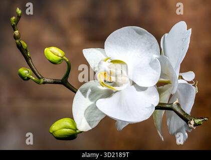 Élégantes fleurs d'orchidée blanche et bourgeons sur brun texturé Banque D'Images