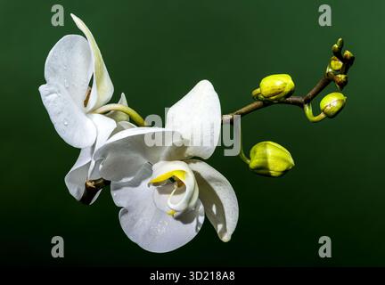 Orchidée blanche fleurit et bourgeons sur Deep Green Banque D'Images