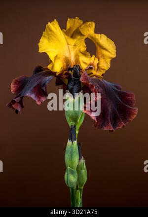 Iris Bloom bicolore saisissant sur un fond brun chaud Banque D'Images