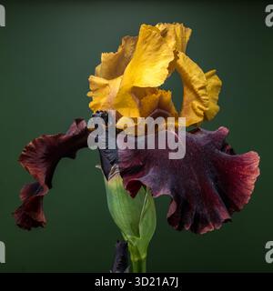 Iris Bloom bicolore saisissant sur fond vert profond Banque D'Images
