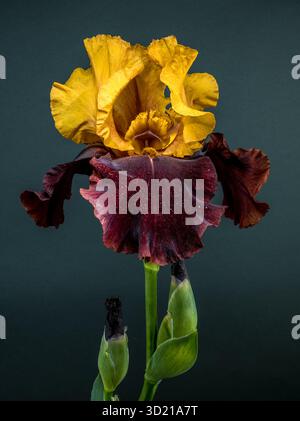 Éclatante fleur d'iris bicolore sur fond bleu sarcelle Banque D'Images