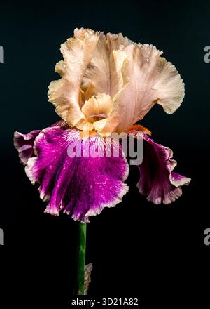 Elégant Bicolor Iris Bloom sur un fond noir profond Banque D'Images