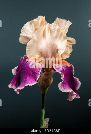Élégant bicolore Iris Bloom sur un fond bleu sarcelle Banque D'Images