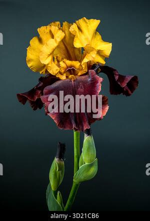 Éclatante fleur d'iris bicolore sur fond bleu sarcelle Banque D'Images