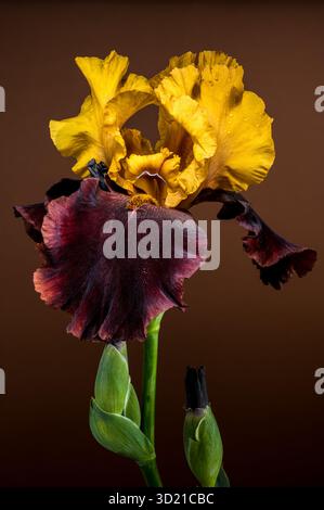 Iris Bloom bicolore saisissant sur un fond brun chaud Banque D'Images