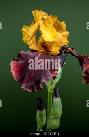 Iris Bloom bicolore saisissant sur fond vert profond Banque D'Images