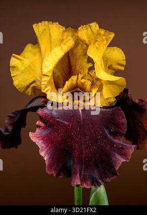 Iris Bloom bicolore saisissant sur un fond brun chaud Banque D'Images